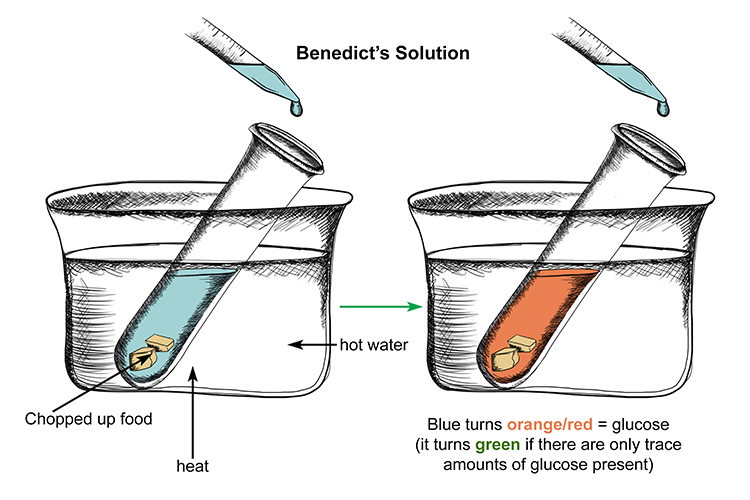 Benedict's solution added to chopped food in a test tube should be boiled, and should turn green with traces of glucose, then orange or red with high concentrations of glucose